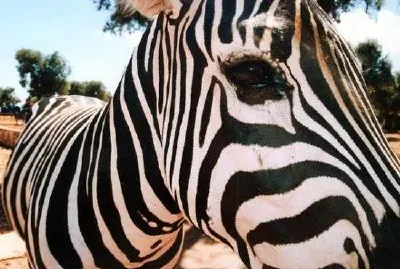 Zebra jigsaw puzzle