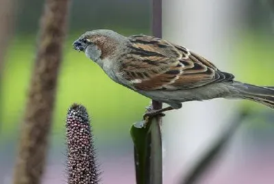 Vogel