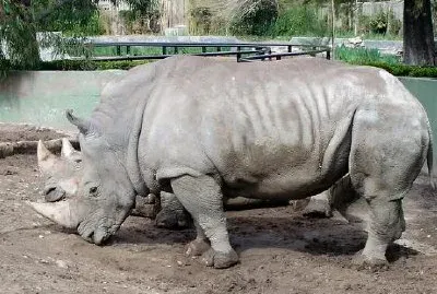 Rhinocerus jigsaw puzzle