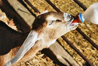 Chevreau