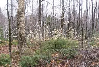 Quebec forest, Canada jigsaw puzzle