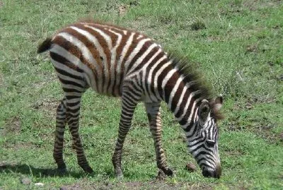 Zebra jigsaw puzzle