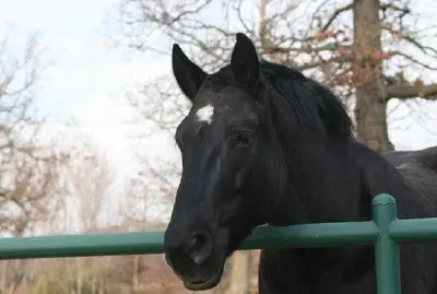 Cavallo