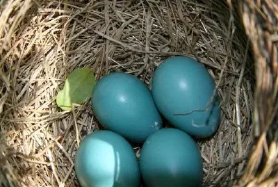 Nest jigsaw puzzle