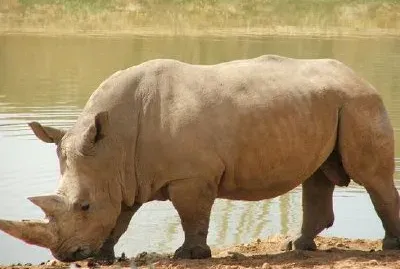Rhinocérus