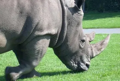 Rhinocérus