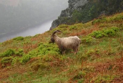 Chèvre