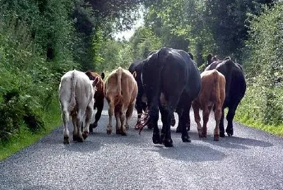 Cows jigsaw puzzle