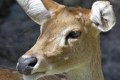 Deer jigsaw puzzle