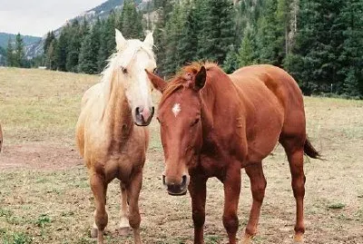Horses jigsaw puzzle