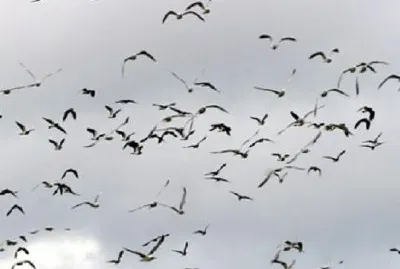 Seagulls jigsaw puzzle
