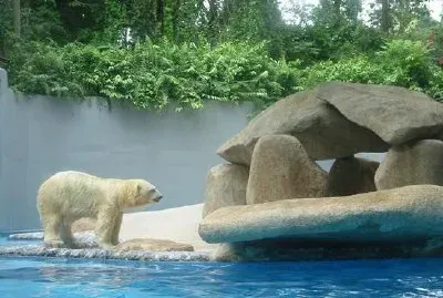 Polar bear jigsaw puzzle