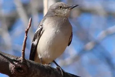 Mocking bird jigsaw puzzle