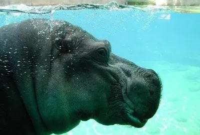 Hippopotamus jigsaw puzzle