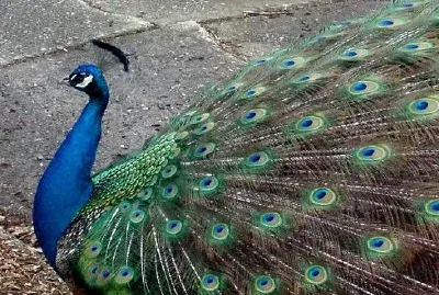 Pavo real