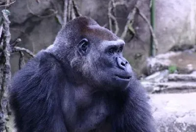 Gorilla jigsaw puzzle