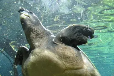 Sea turtle jigsaw puzzle