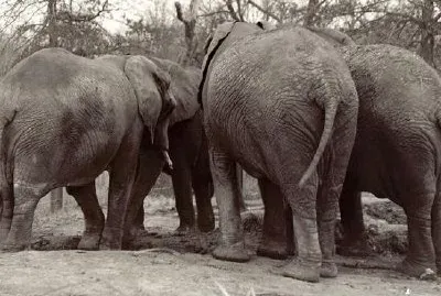 Elephants jigsaw puzzle