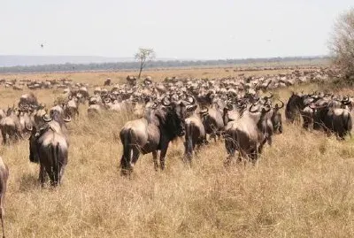 Gnu