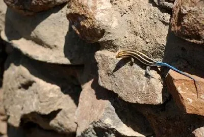 Reptil
