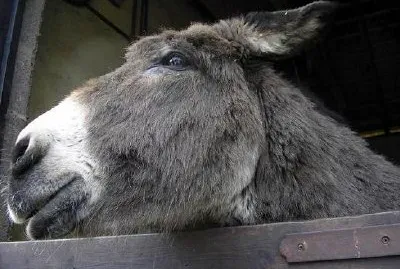 Burro