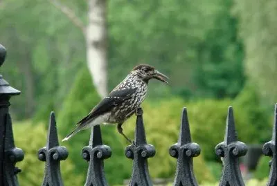 птица