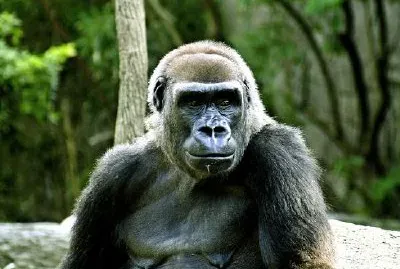 Gorilla jigsaw puzzle