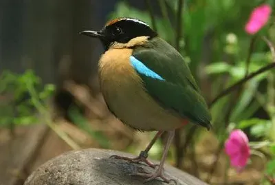 Oiseau