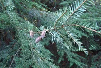 árbol de hoja perenne
