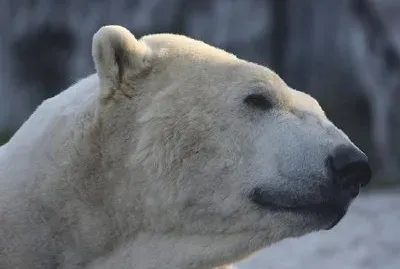 Orso polare