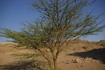 Acaciaträd, Eilat naturreservat, Israel
