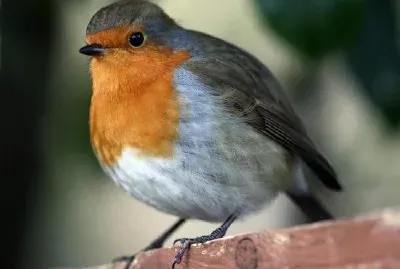 Robin