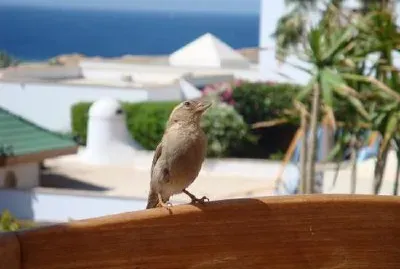 Vogel auf einem Stuhl
