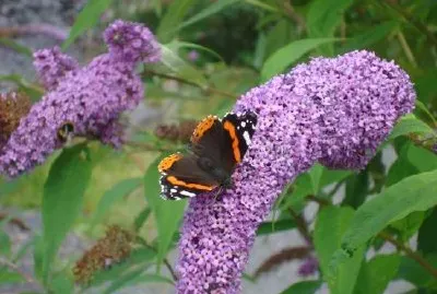 Червената пеперуда адмирал