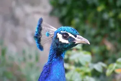 Peacock jigsaw puzzle