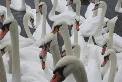 Régate des cygnes