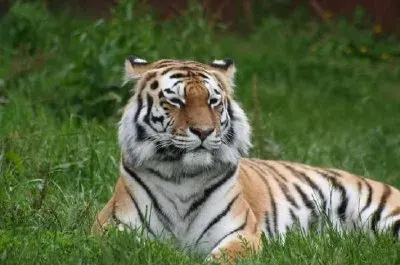 Tigre