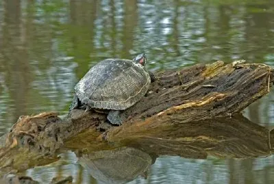 Turtle on cypress log jigsaw puzzle
