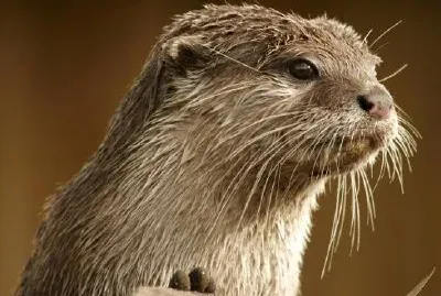 Lontra
