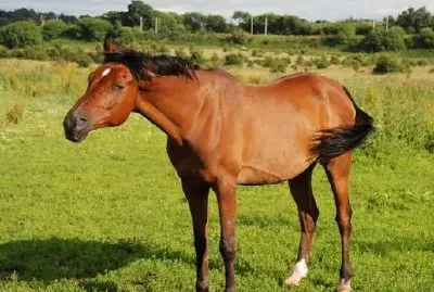 Cavalo Árabe