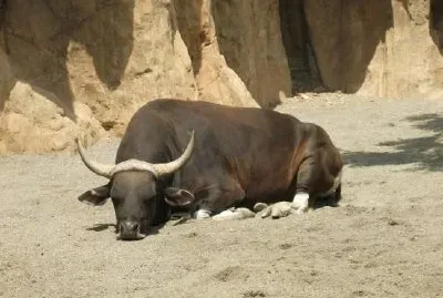 Toro