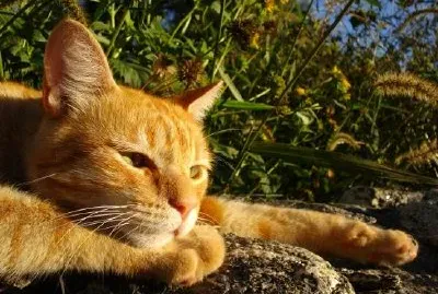 un gatto allo zenzero