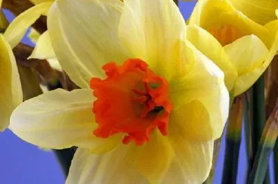Narcisos