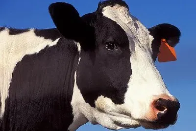 Mucca