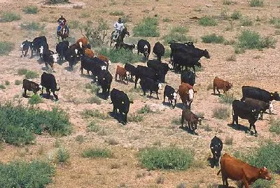 Round up cattle jigsaw puzzle