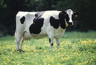 Mucca da latte