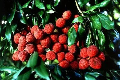 Liczi, Litchi chinensis