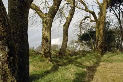 Trä i West Cork Irland, Cork, Irland