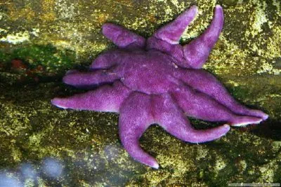 Étoile de mer