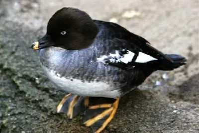 Mallard jigsaw puzzle